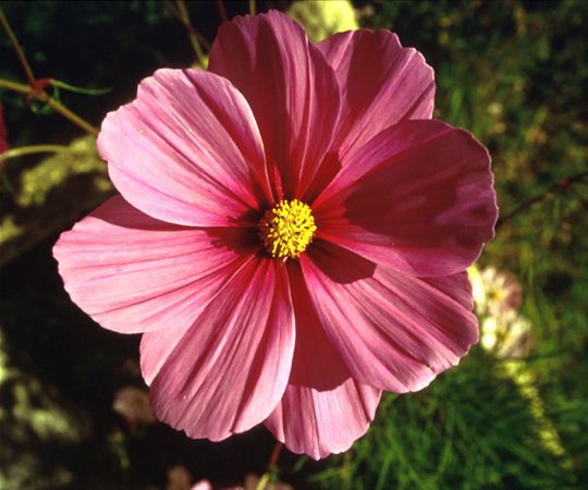 Image of Pillangóvirág (Cosmos bipinnatus) DEVA Európai virágeszencia