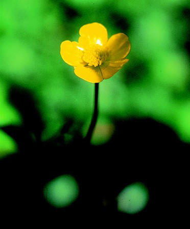 Image of Réti boglárka (Ranunculus acris) DEVA Európai virágeszencia