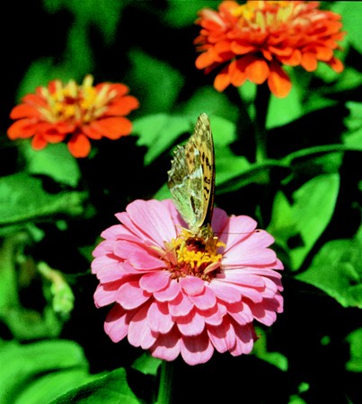 Image of Rézvirág (Zinnia elegans) DEVA Európai virágeszencia