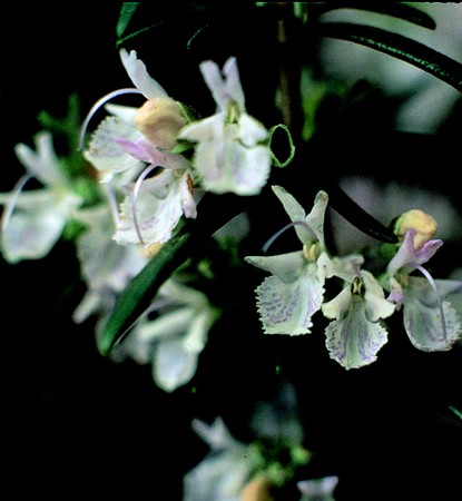 Image of Rozmaring (Rosmarinus officinalis) DEVA Európai virágeszencia