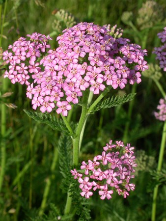 Image of Rózsaszín cickafark (Achillea millefolium) DEVA Európai virágeszencia