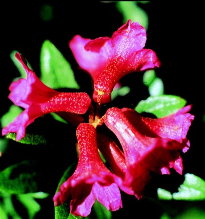 Image of Rozsdás havasszépe (Rhododendron ferrugineum) DEVA Európai virágeszencia