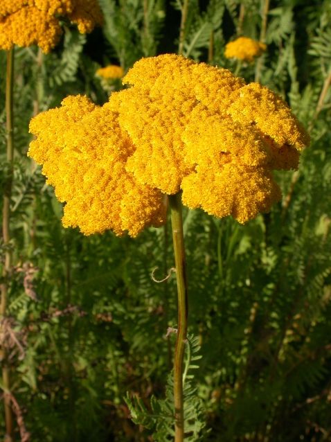 Image of Sárga cickafark (Achillea filipendulina) DEVA Európai virágeszencia