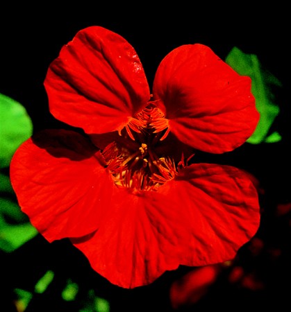 Image of Sarkantyúvirág (Tropaeolum majus) DEVA Európai virágeszencia
