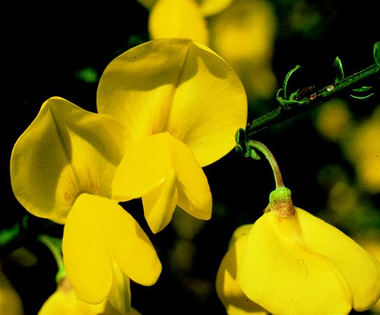 Image of Seprűzanót (Cytisus scoparius) DEVA Európai virágeszencia