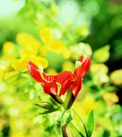 Image of Skarlát maszkvirág (Mimulus cardinalis) DEVA Európai virágeszencia