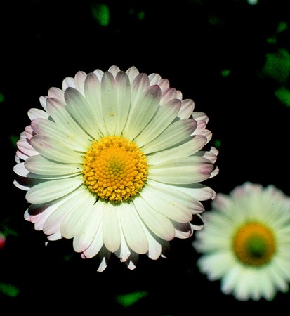 Image of Százszorszép (Bellis perennis) DEVA Európai virágeszencia
