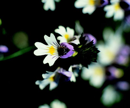 Image of Szemvidítófű (Euphrasia officinale) DEVA Európai virágeszencia