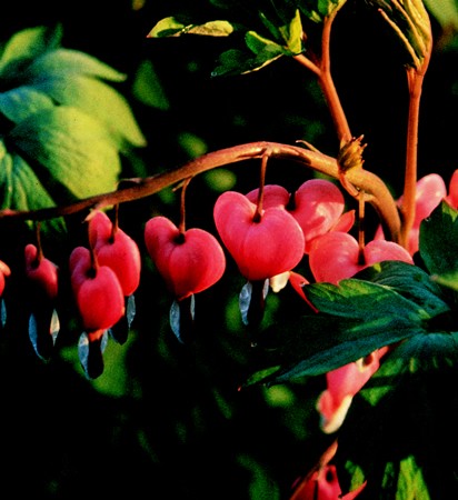 Image of Szívvirág (Dicentra spectabilis) DEVA Európai virágeszencia