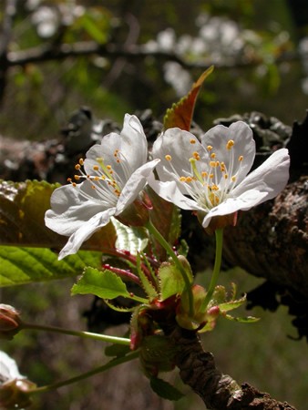 Image of Vadcseresznyefa (Prunus avium) DEVA Európai virágeszencia