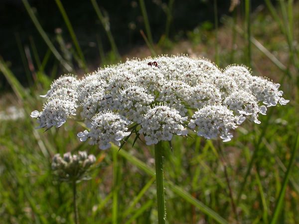 Image of Vadmurok (Daucus carota) DEVA Európai virágeszencia