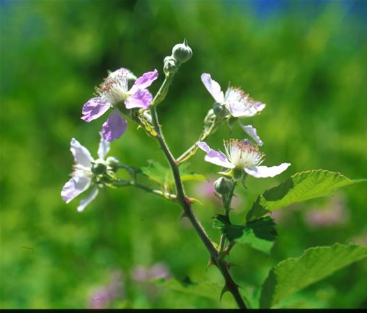 Image of Vadszeder (Rubus fructicosus) DEVA Európai virágeszencia