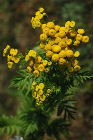 Image of Varádics (Tanacetum vulgare) DEVA Európai virágeszencia