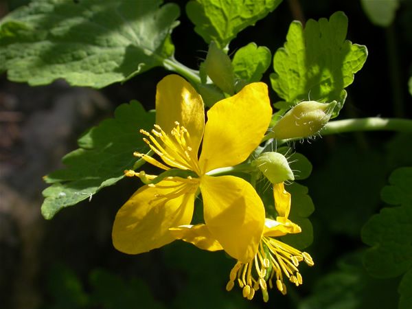 Image of Vérehulló fecskefű (Chelidonium majus) DEVA Európai virágeszencia