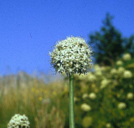 Image of Vöröshagyma (Allium cepa) DEVA Európai virágeszencia