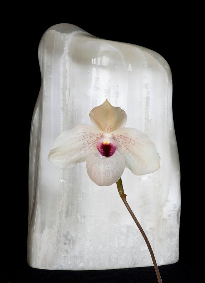 Image of Orchidea Levegő Elem eszencia