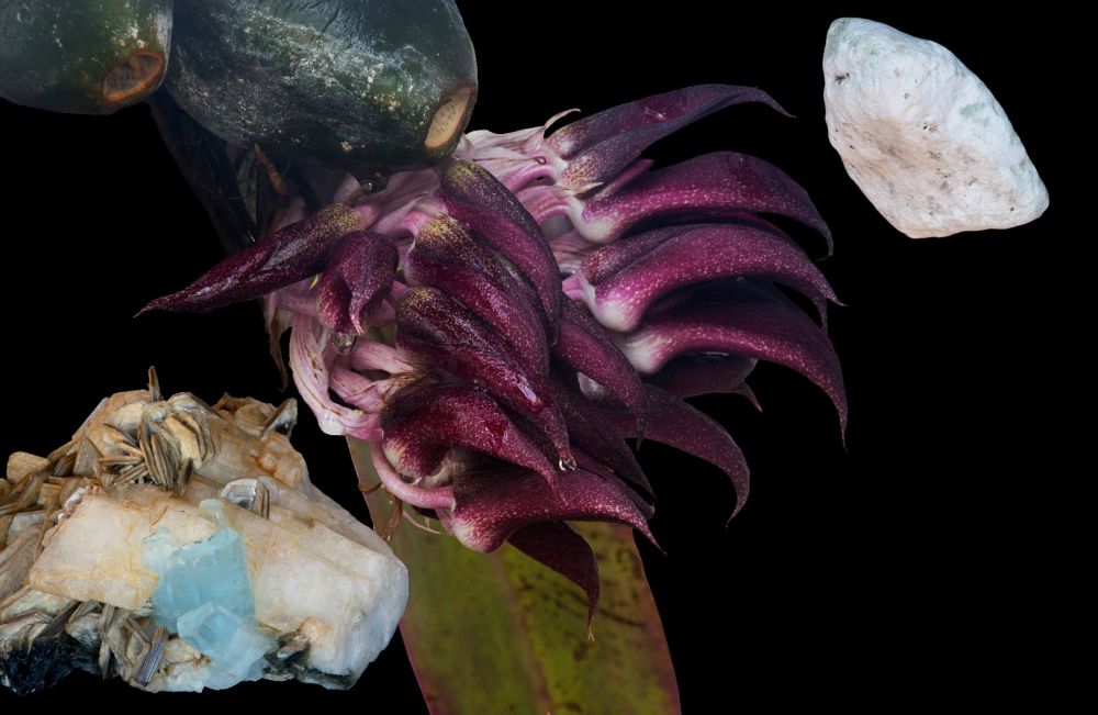 Image of Orchidea Föld Elem eszencia