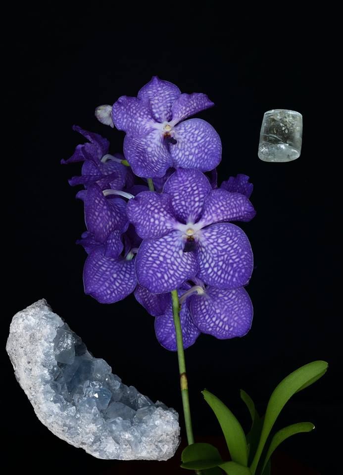 Image of Orchidea Víz Elem eszencia