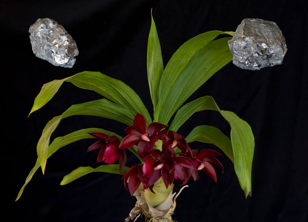 Image of Orchidea Fém Elem eszencia