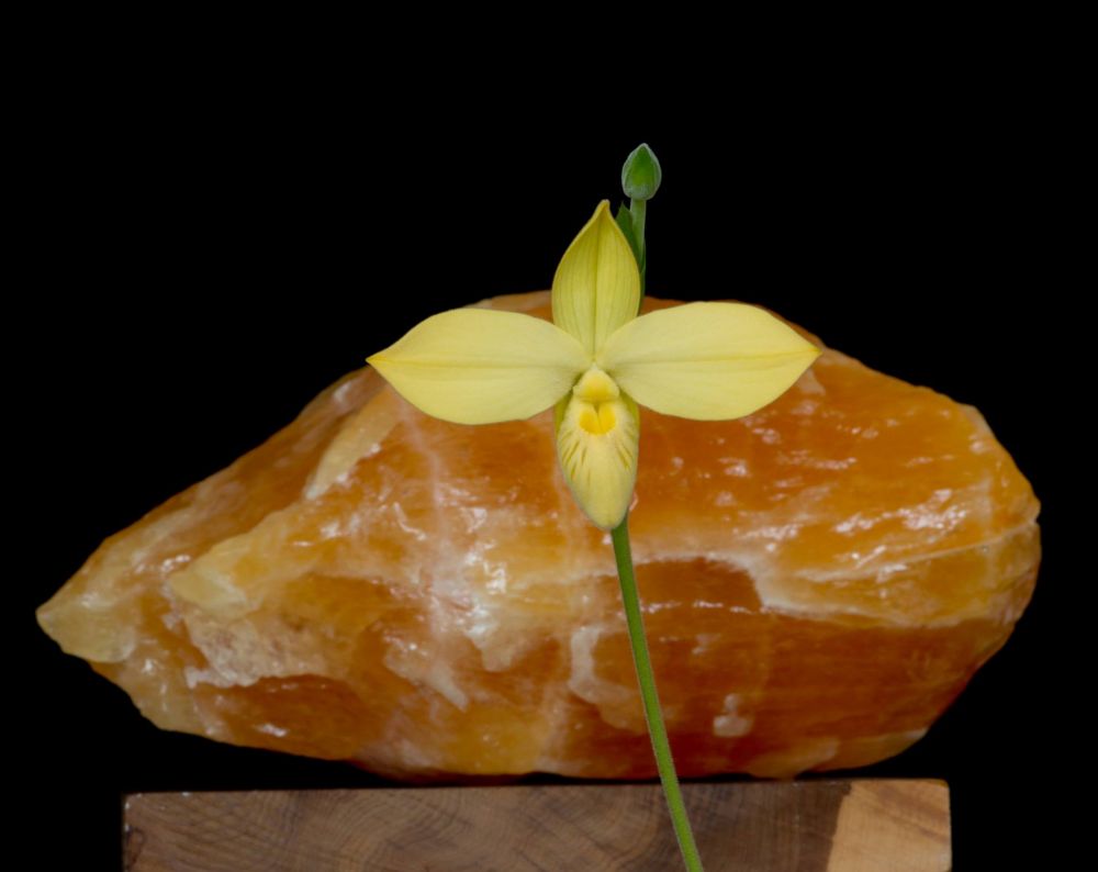 Image of Orchidea Kristály Elem eszencia