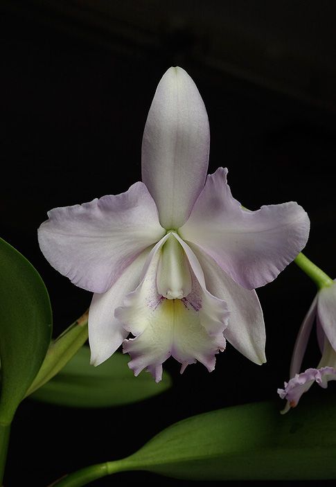 Image of Angelic Canopy orchidea eszencia
