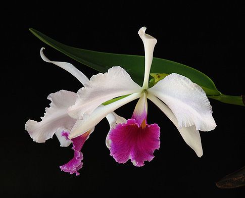 Image of Carnival orchidea eszencia