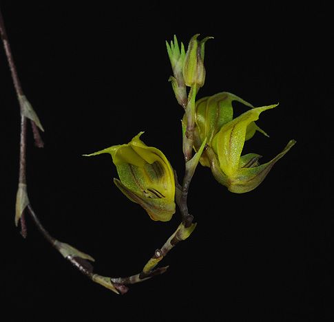 Image of Celestial Triangle orchidea eszencia