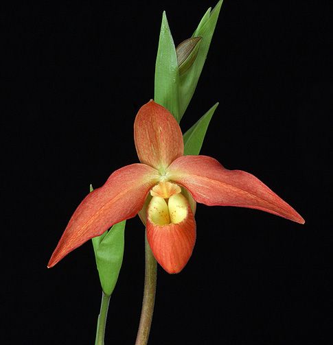 Image of Clearing the Way / Self Belief orchidea eszencia