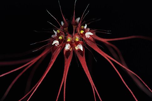 Image of Core Release orchidea eszencia