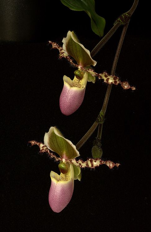 Image of Direct Vision orchidea eszencia