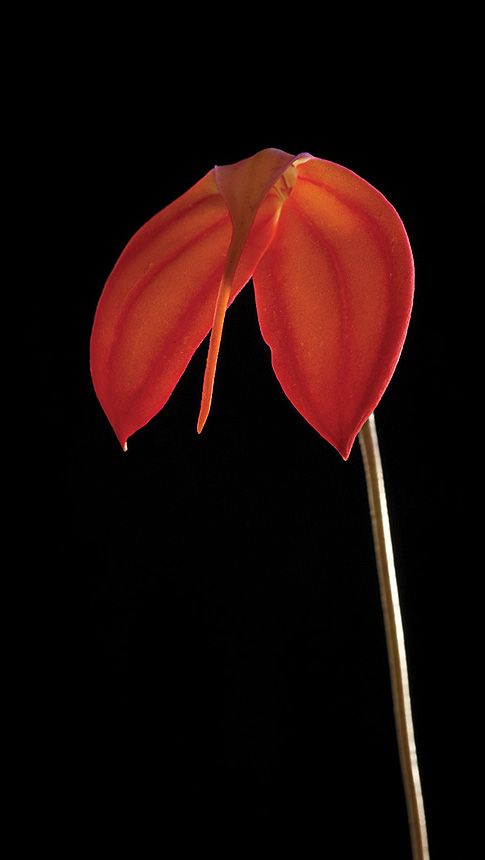 Image of Fire of Life orchidea eszencia