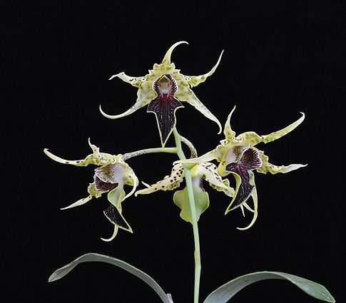 Image of Fruits of Love orchidea eszencia