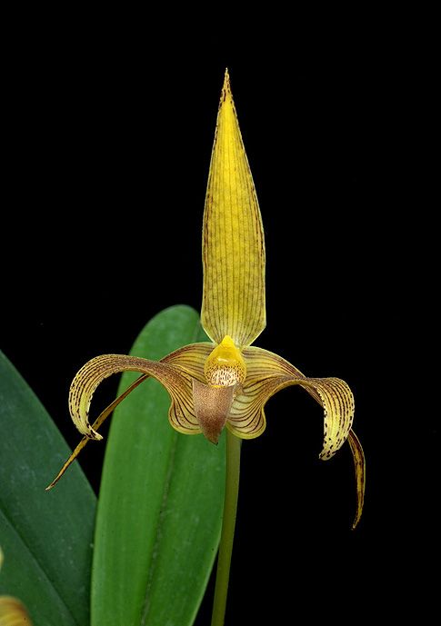 Image of Hara to Heart orchidea eszencia