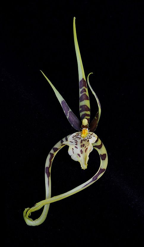 Image of Heaven's Gate orchidea eszencia