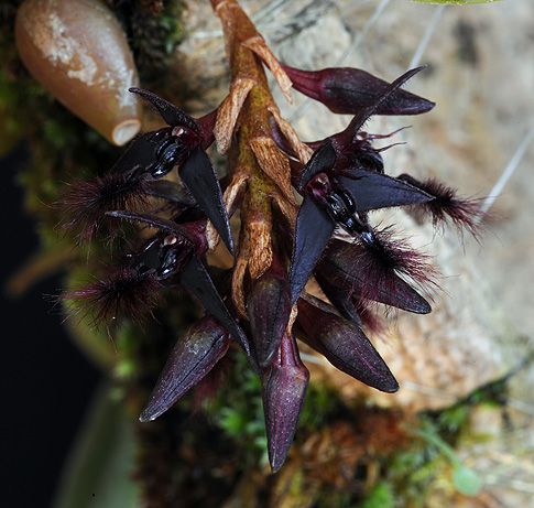 Image of Hive of Heaven orchidea eszencia