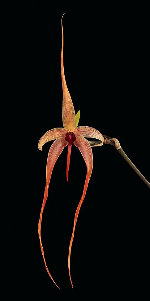 Image of Internal Cleansing orchidea eszencia