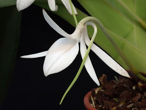 Image of Joyous Purification orchidea eszencia