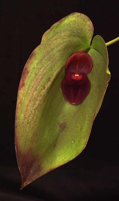 Image of Knight's Cloak orchidea eszencia