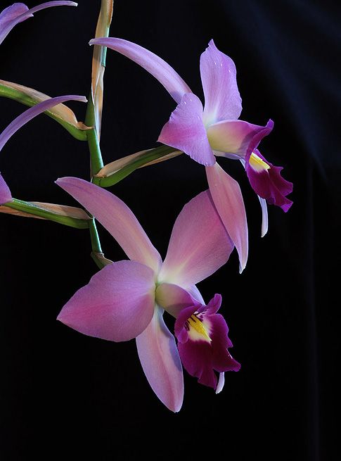 Image of Laughing Butterflies orchidea eszencia