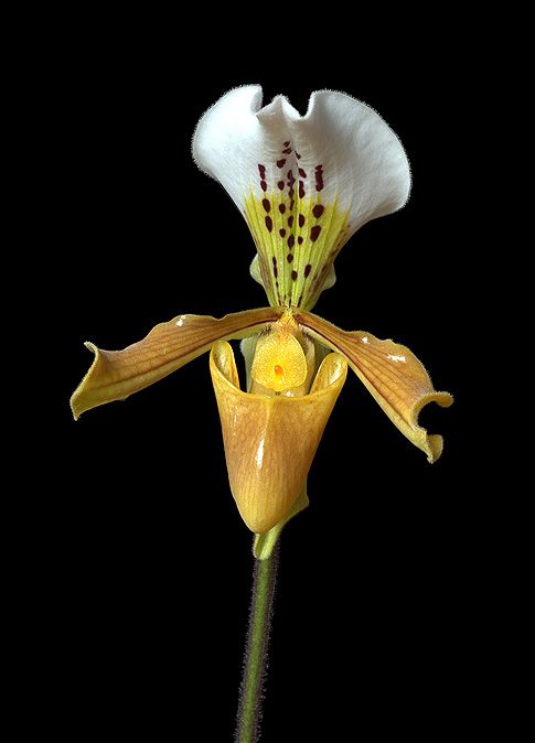 Image of Liberation / Deception orchidea eszencia