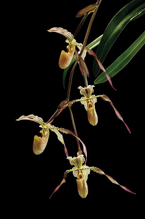 Image of Light of My Eye orchidea eszencia
