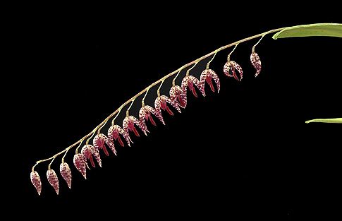 Image of Mercutio orchidea eszencia