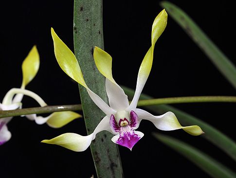 Image of Moon Child orchidea eszencia