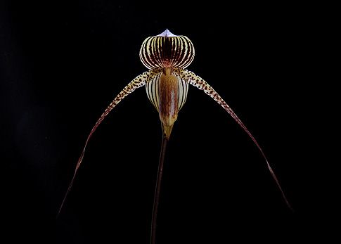 Image of Night Soul orchidea eszencia