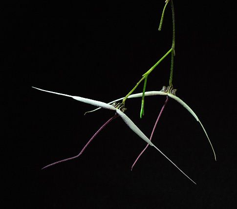 Image of Positive Outcome orchidea eszencia