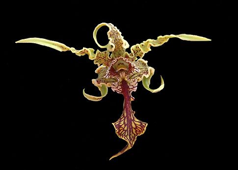 Image of Protective Presence orchidea eszencia