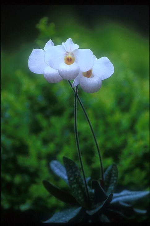 Image of Purity of Heart orchidea eszencia