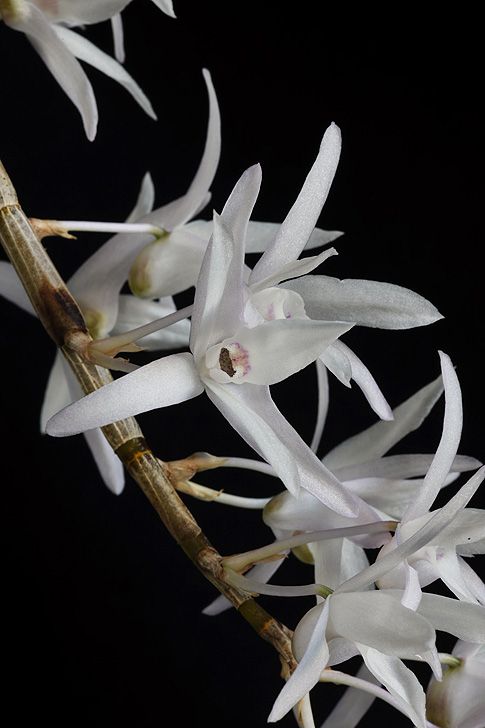 Image of Purity of Soul orchidea eszencia