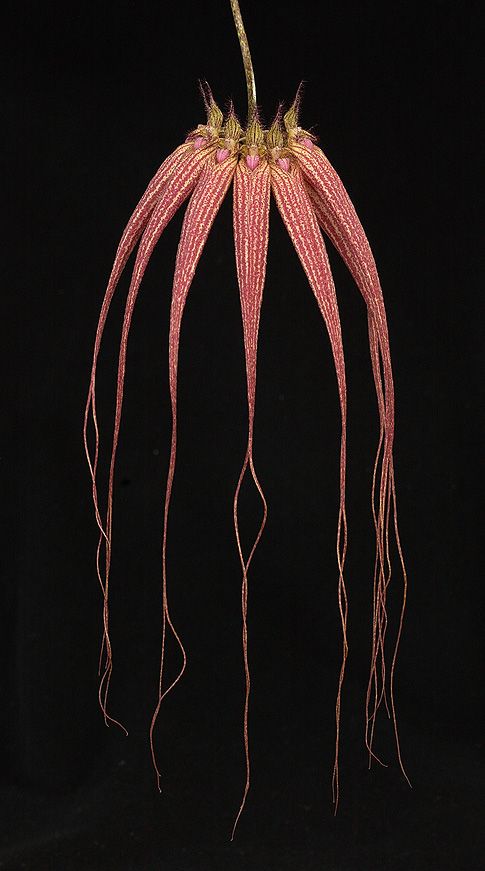 Image of Pushing Back the Night orchidea eszencia