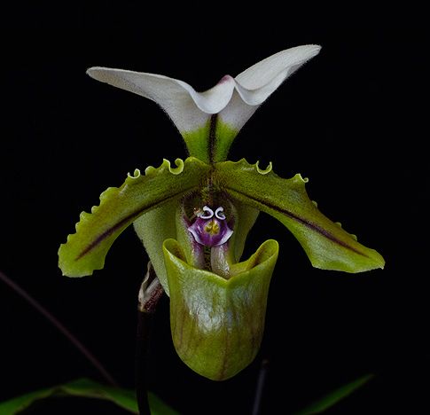Image of Redemption Dream orchidea eszencia